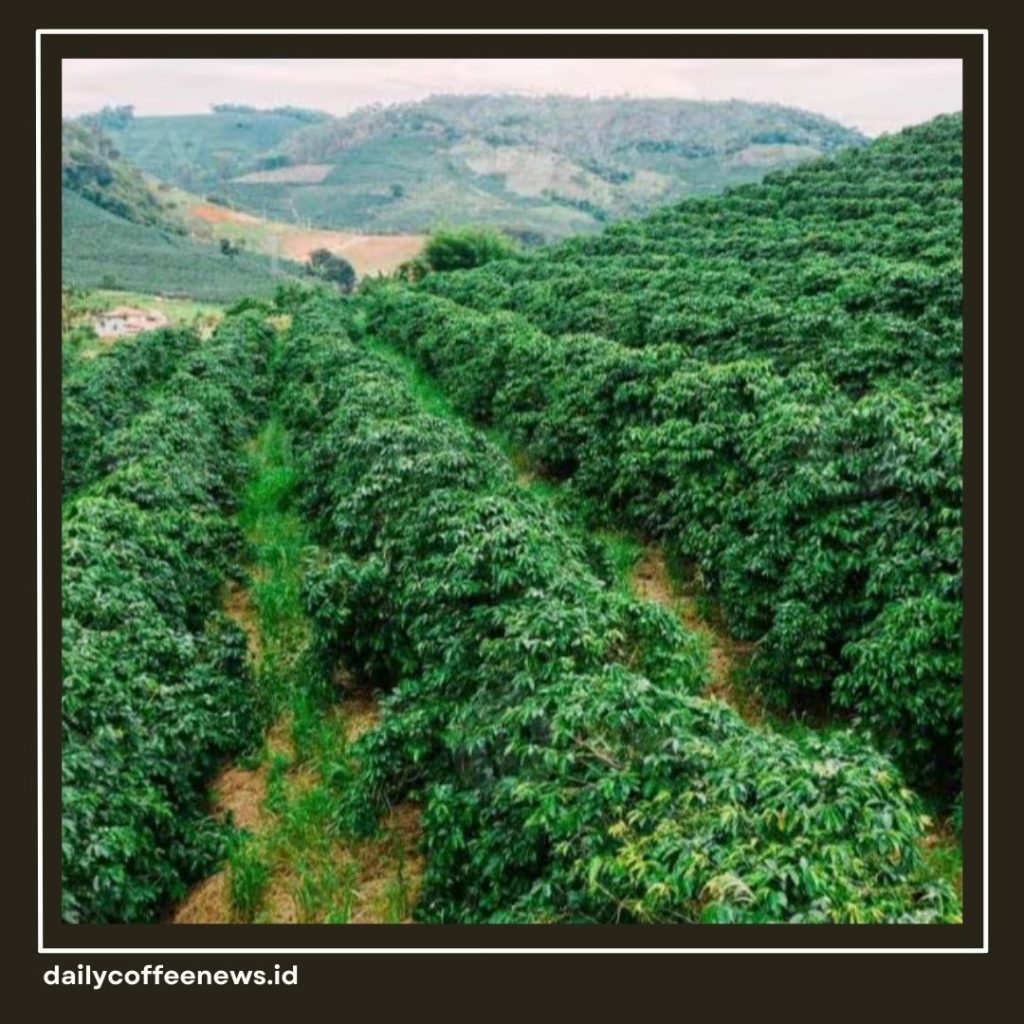 Negara Penghasil Kopi Terbesar