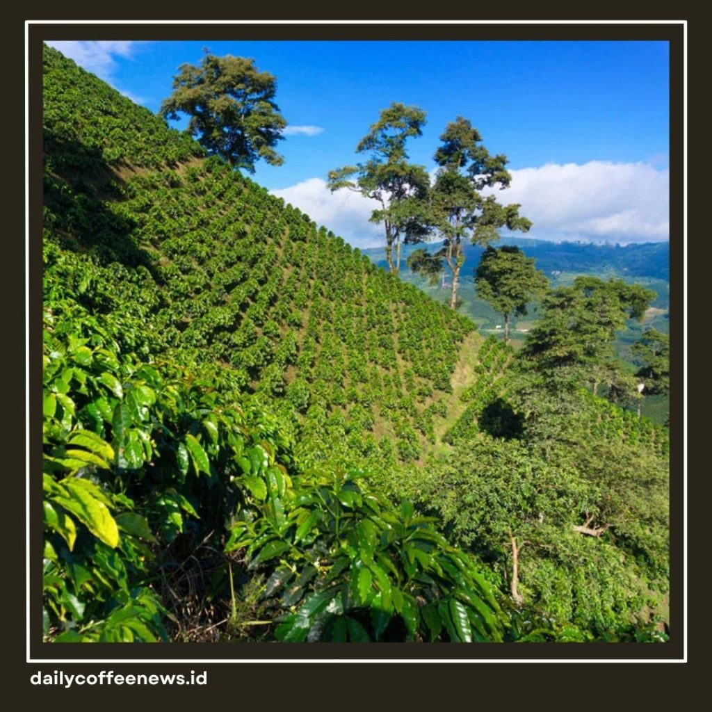 Negara Penghasil Kopi Terbesar