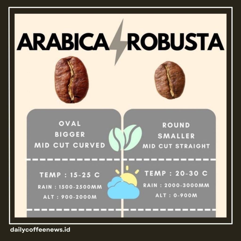Robusta vs Arabica