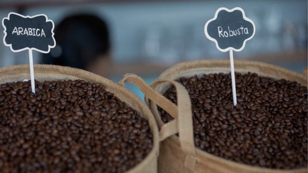 Robusta vs Arabica