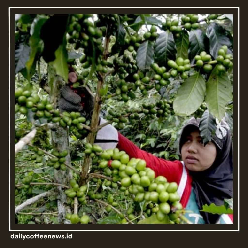 kopi arabika