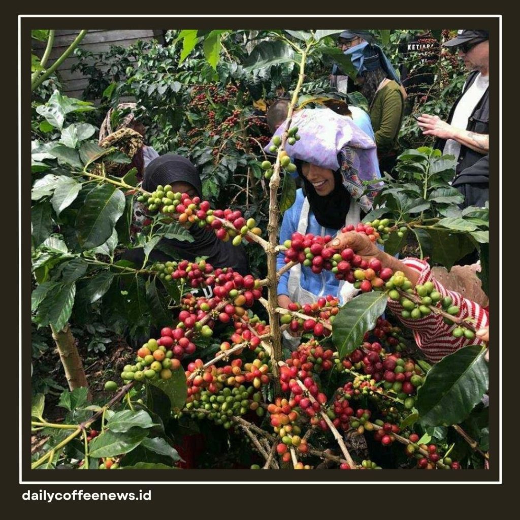 Jenis Kopi Indonesia
