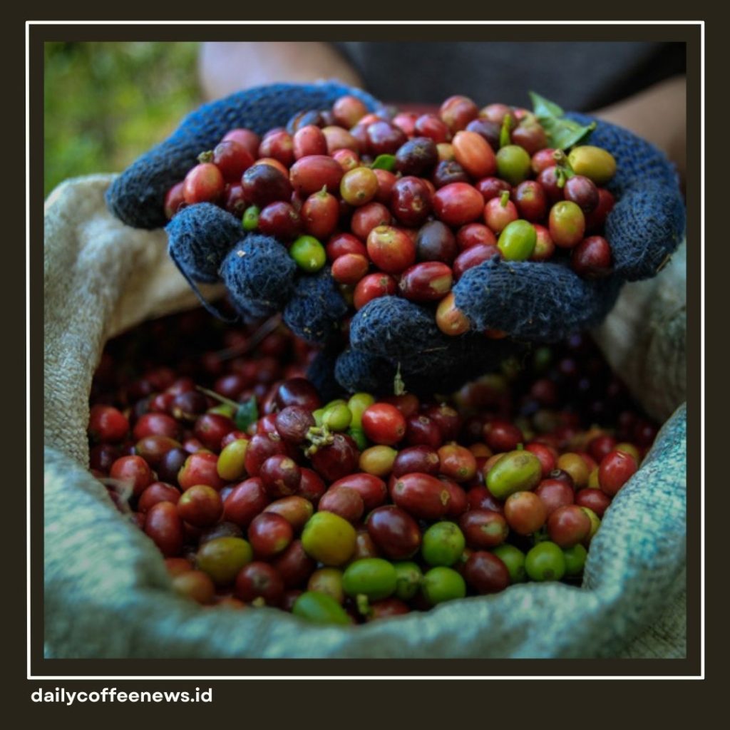 Kopi Toraja