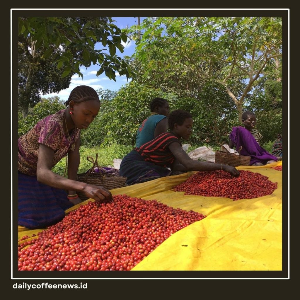 Penghasil Kopi Terbesar di Dunia
