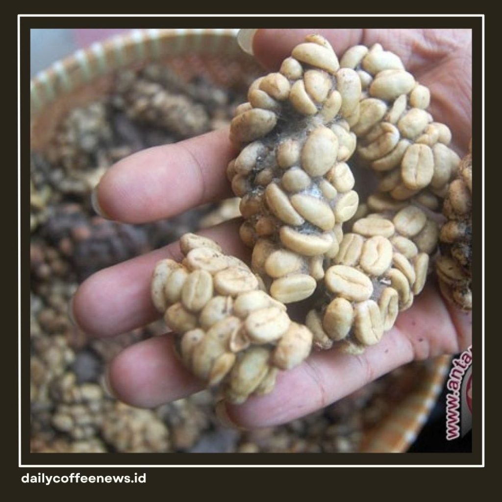 kopi luwak
