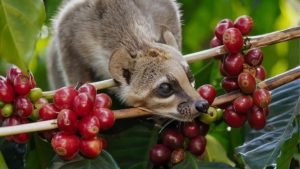kopi luwak