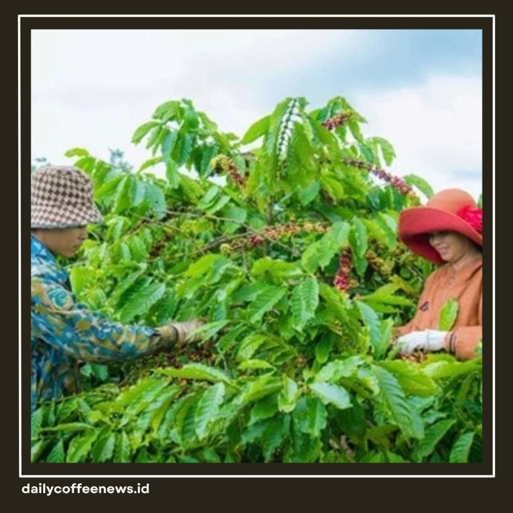 Ekspor Kopi Vietnam