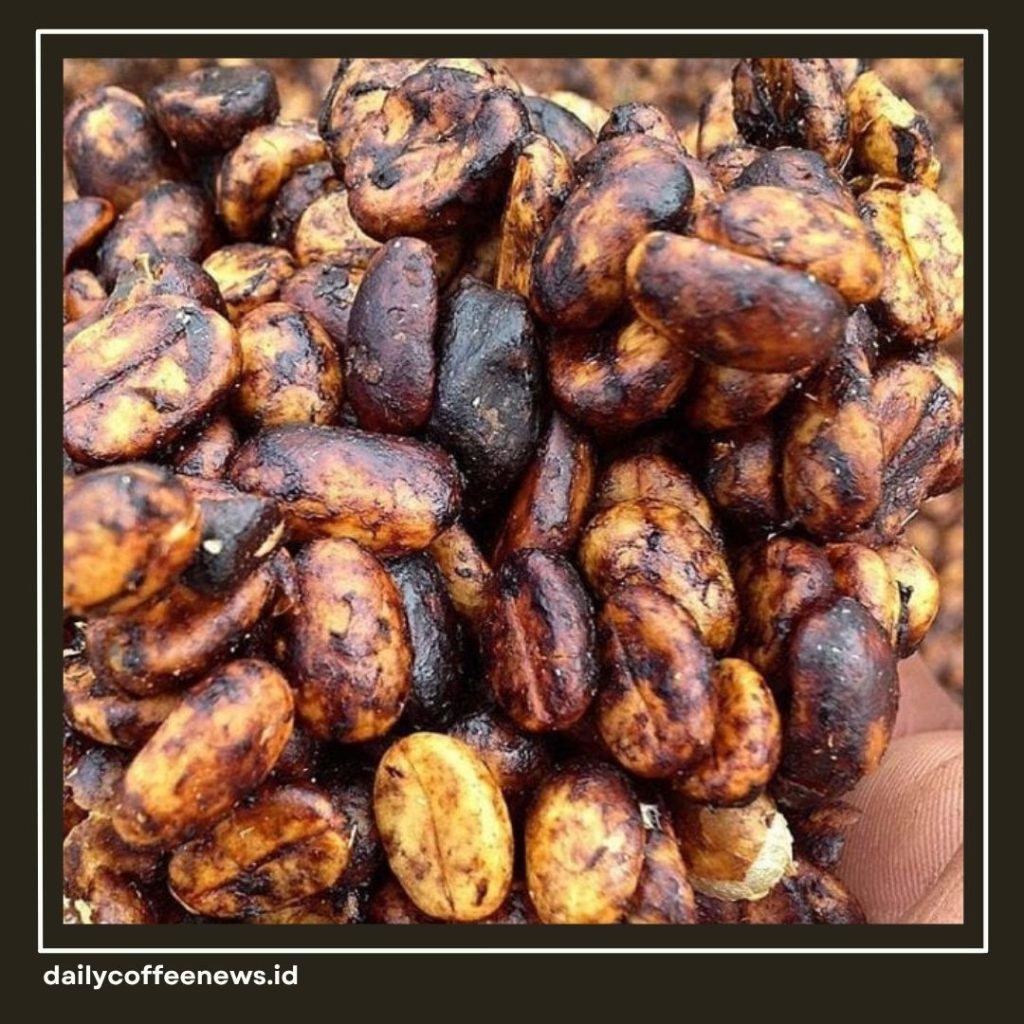 Honey Process Kopi