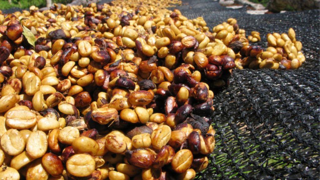 Honey Process Kopi