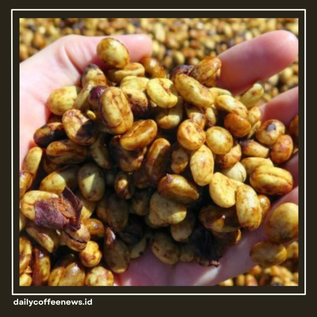 Honey Process Kopi