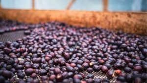 Natural Process Kopi