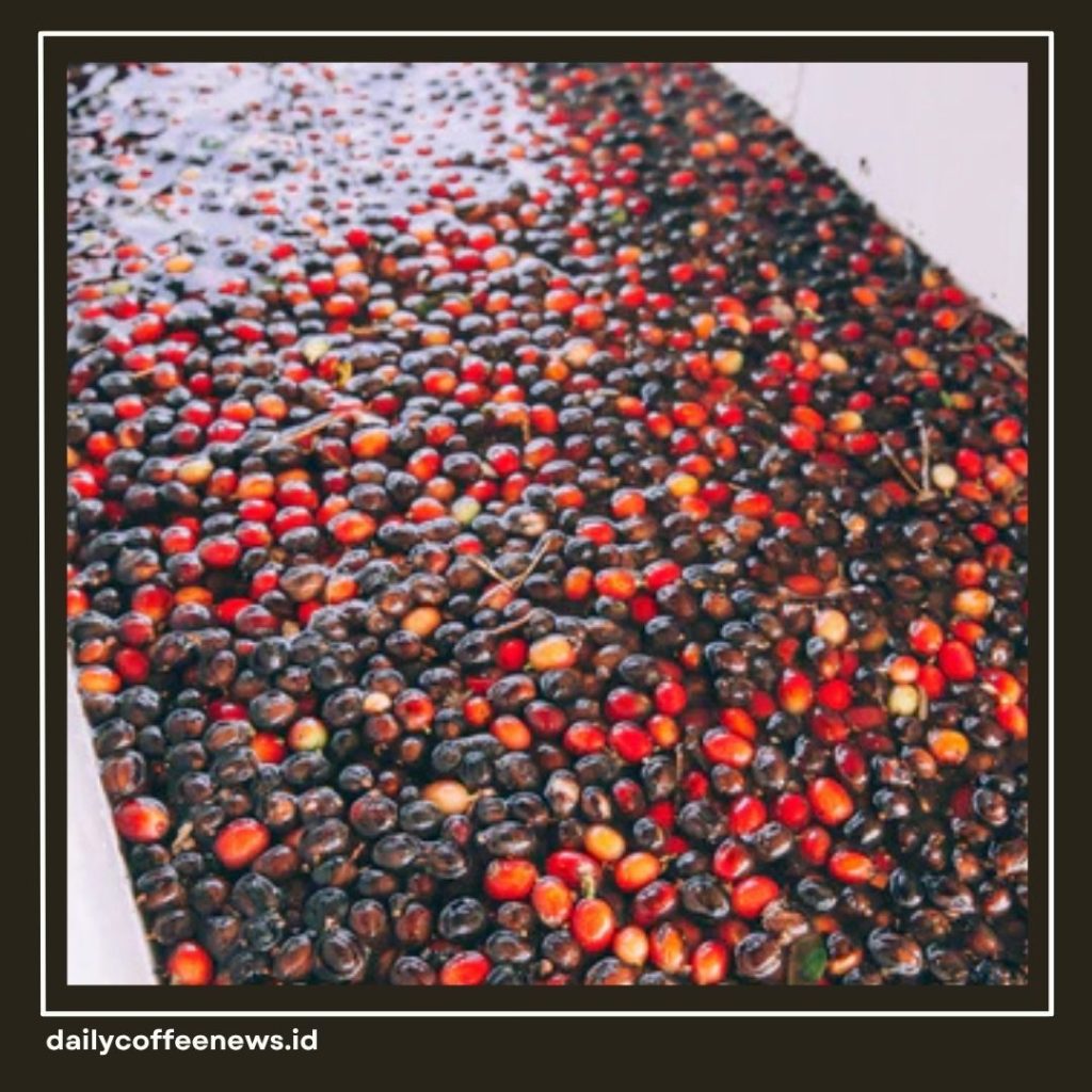 Washed Process Kopi