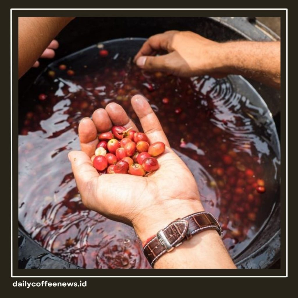 Washed Process Kopi