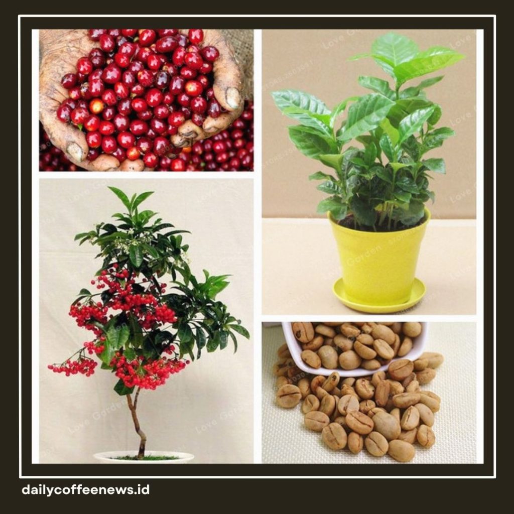 Cara Tanam Kopi di Rumah
