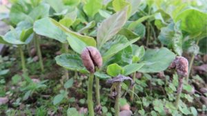 Cara Tanam Kopi di Rumah