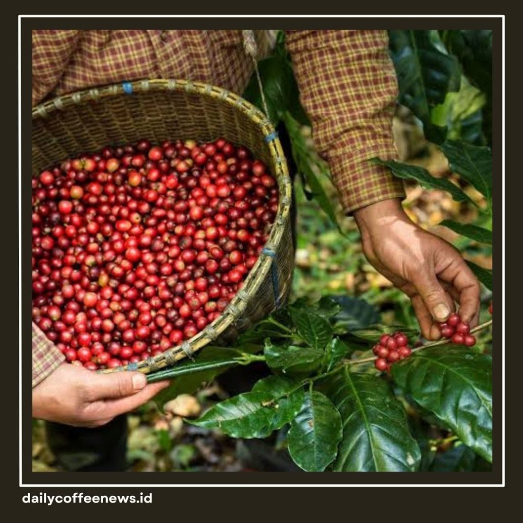 Coffee Belt Itu Apa