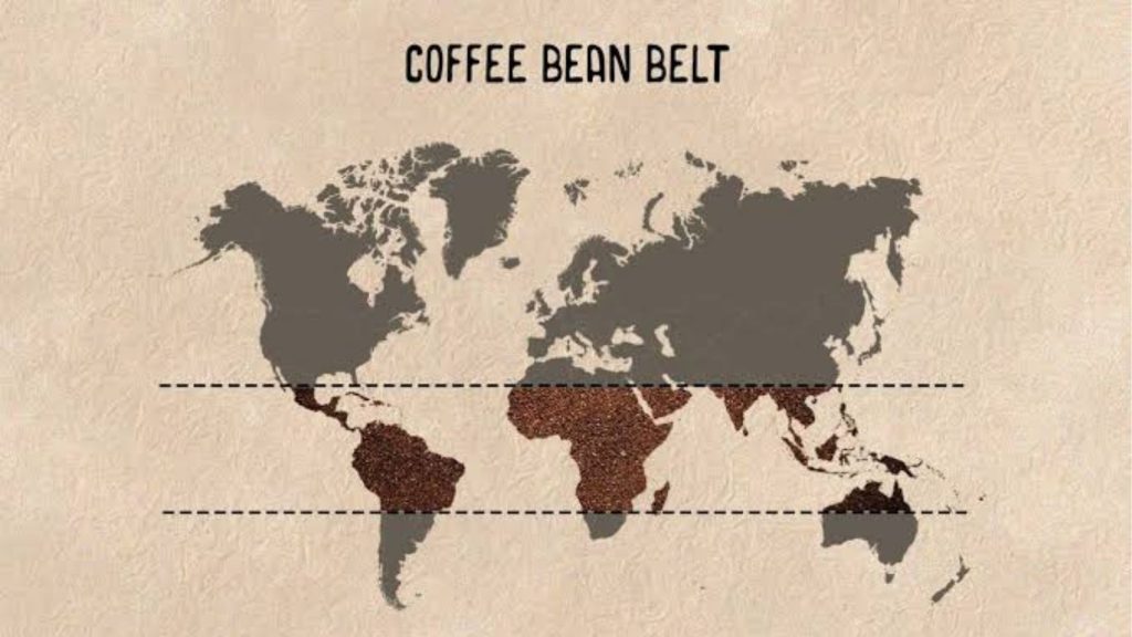 Coffee Belt Itu Apa