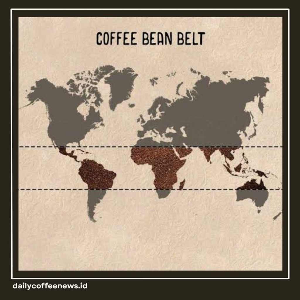 Coffee Belt Itu Apa
