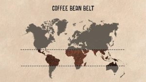 Coffee Belt Itu Apa