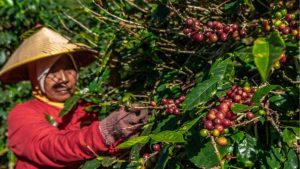 Pertanian Kopi