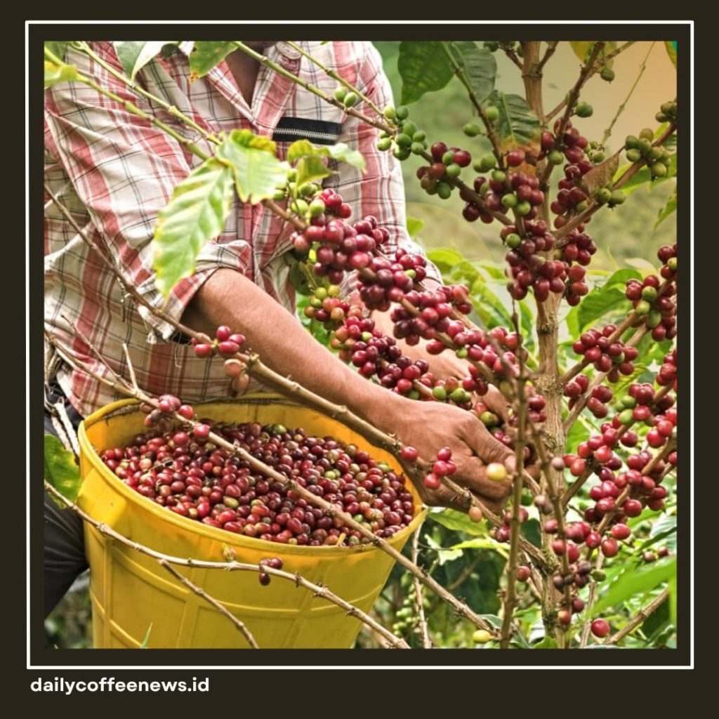 Pertanian Kopi