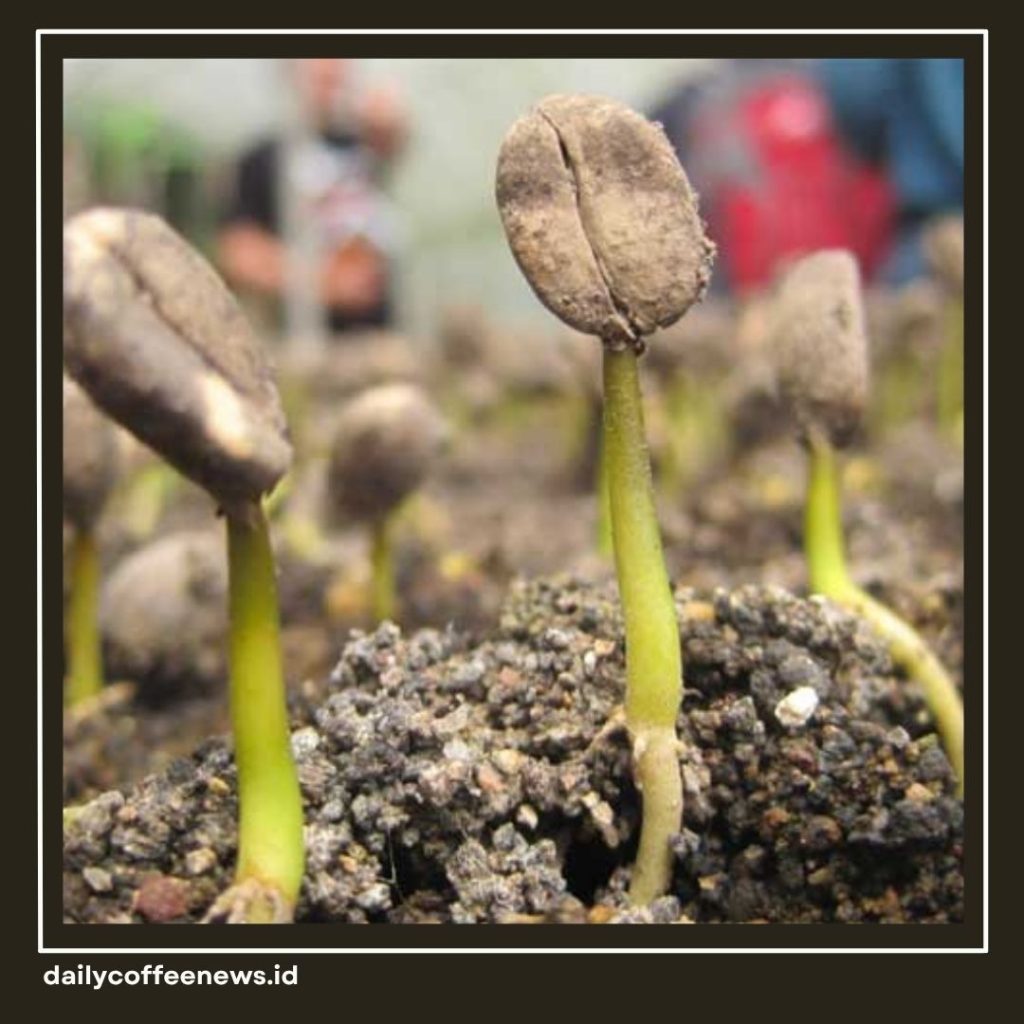 Terroir dalam Kopi