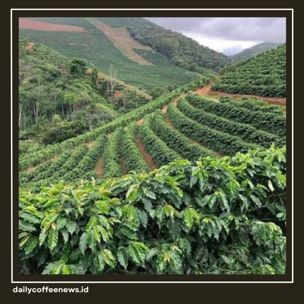 kenapa kopi harganya mahal